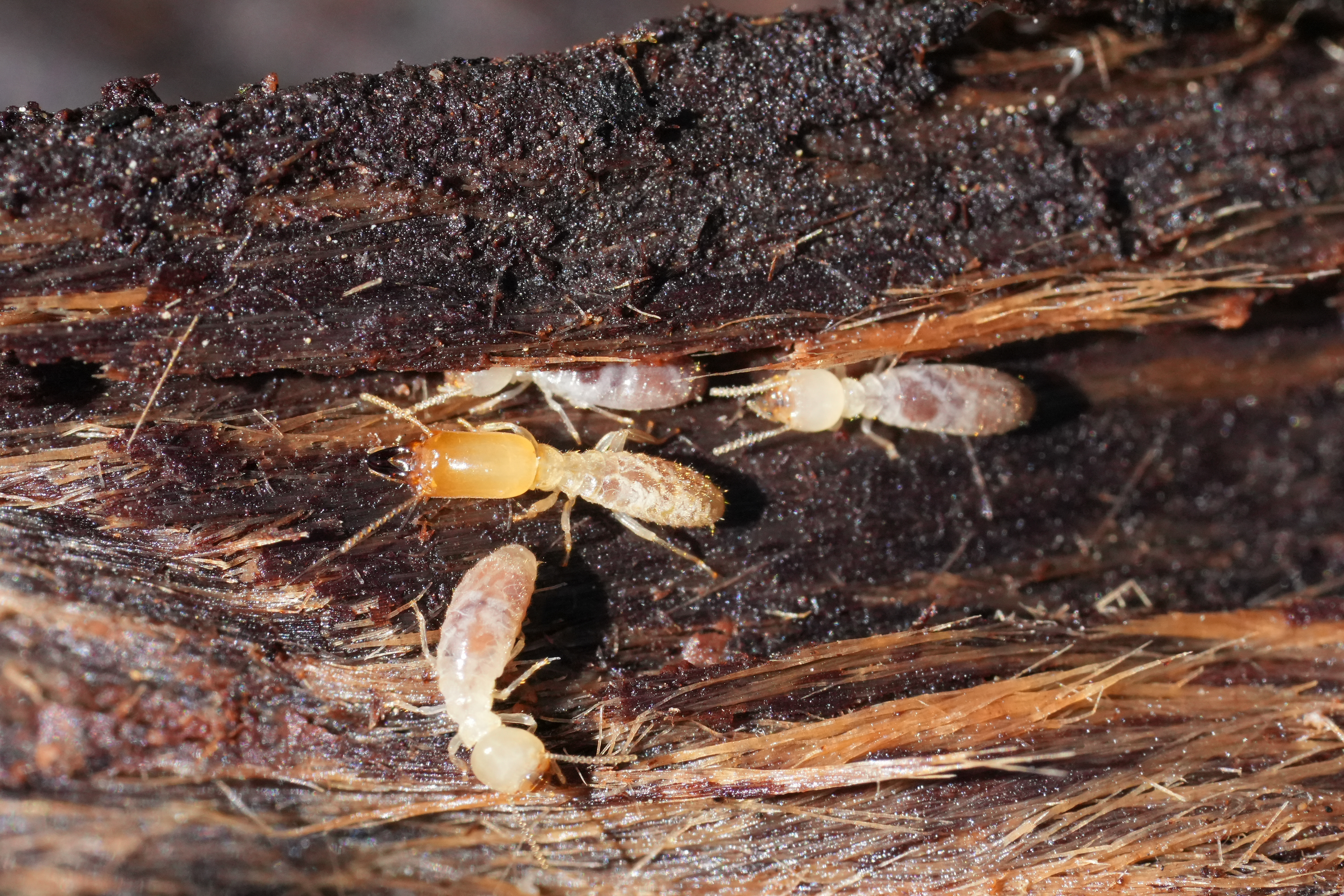Professional termite control treatment by 1800NoPests experts
