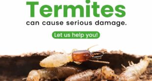 Termites control services in Malaysia