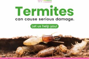 Termites control services in Malaysia