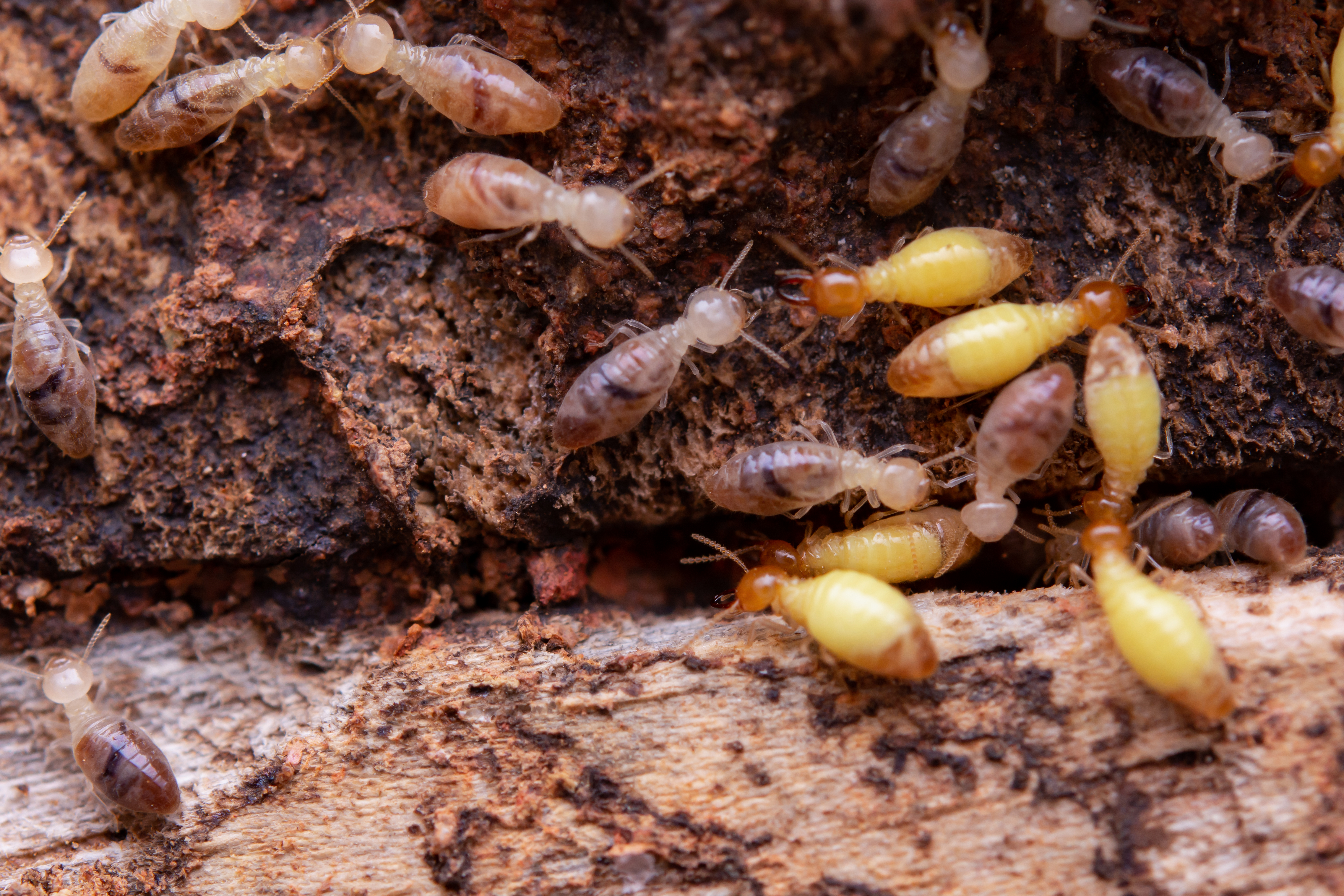 Commercial termite extermination by 1800NoPests professionals