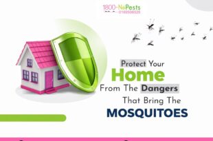 Home mosquito treatment by1800NoPests | Malaysia
