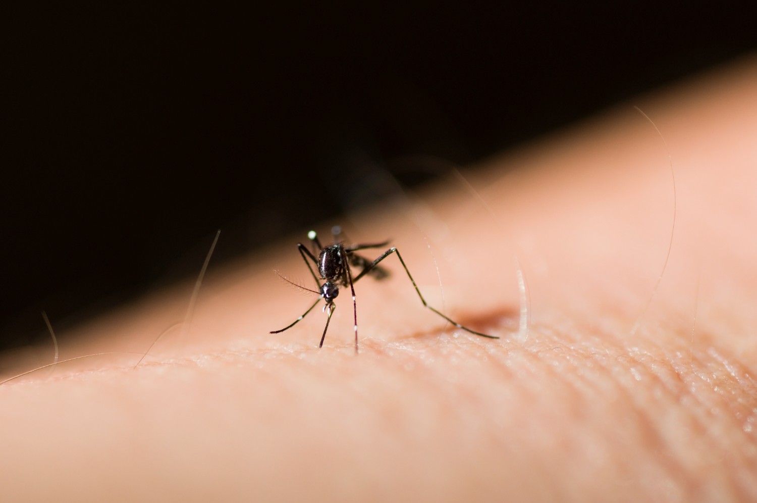 Best mosquito control services by 1800NoPests Malaysia for effective mosquito elimination and long-lasting protection.