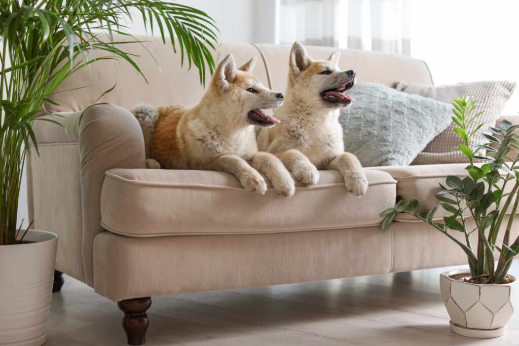 Pet-friendly sofa fabrics for homes in Singapore | Loft Furniture & Fabric