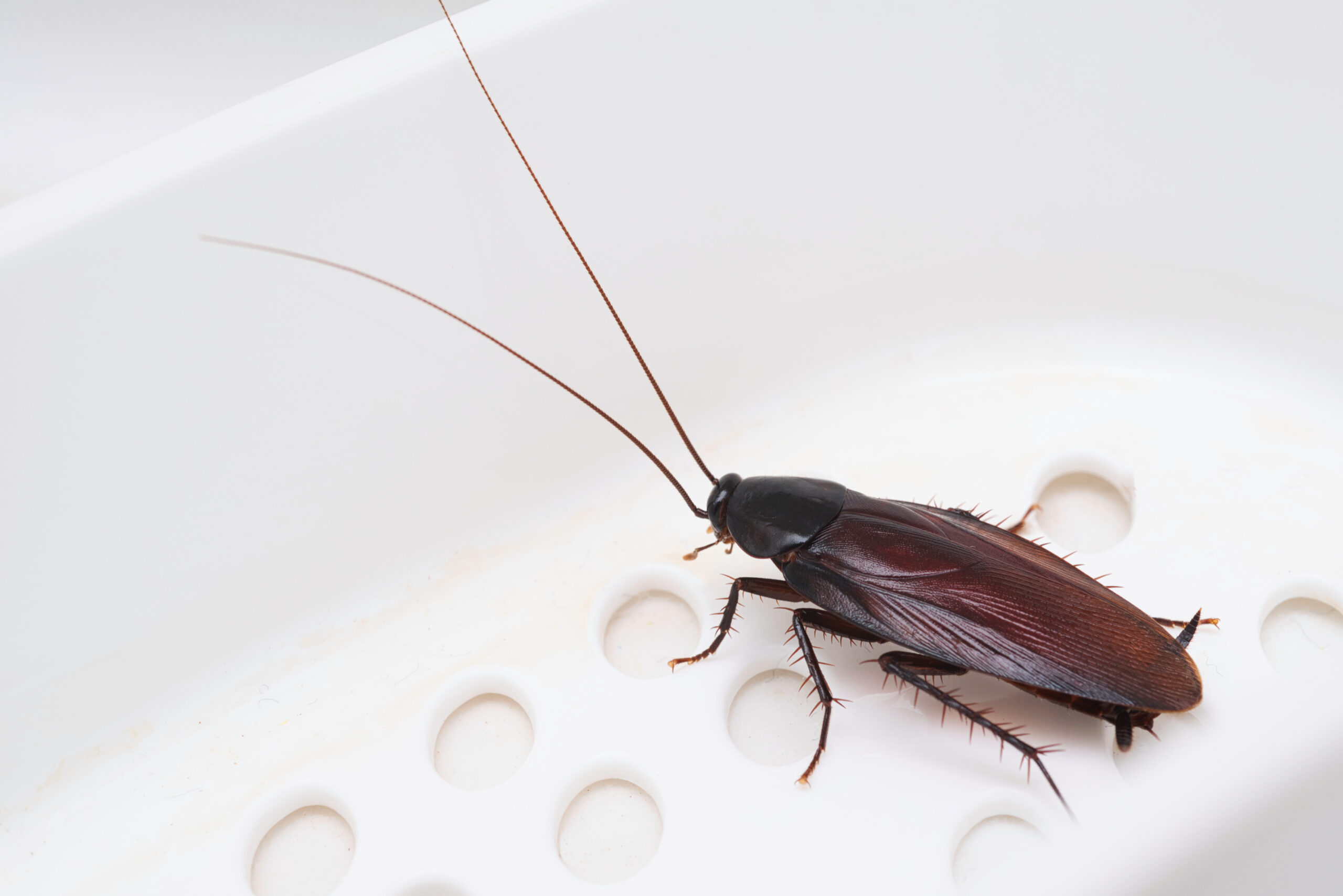 cockroach control treatment