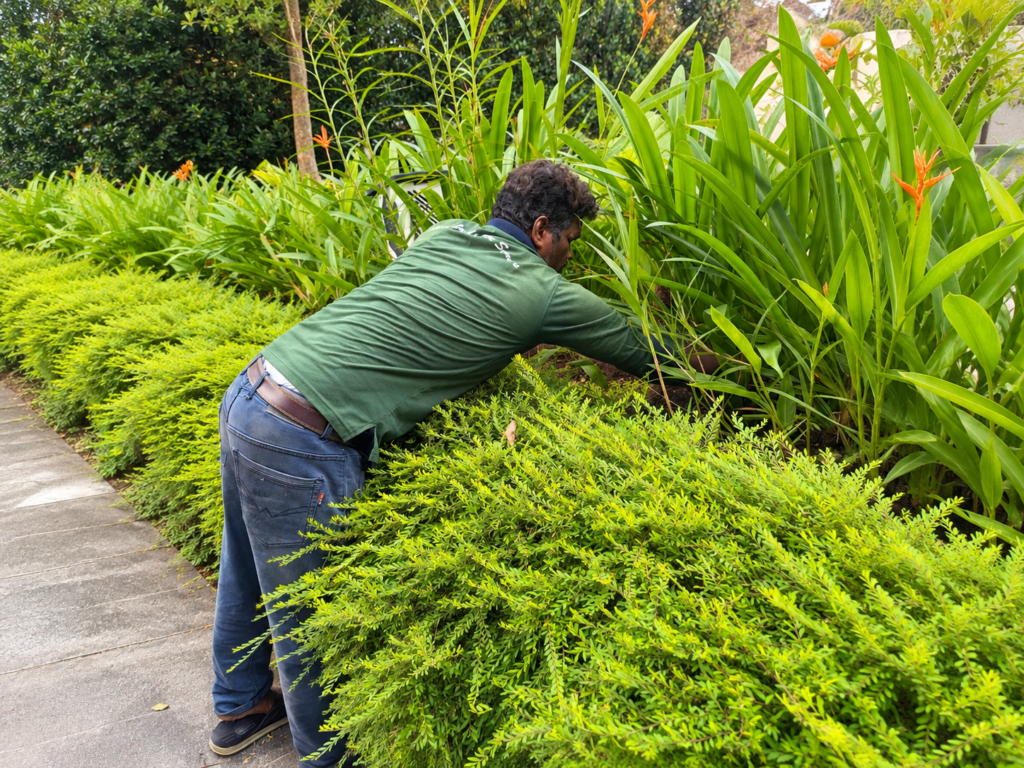 Low maintenance gardening in Singapore | Ken Landscape Services