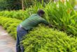 Low maintenance gardening in Singapore | Ken Landscape Services