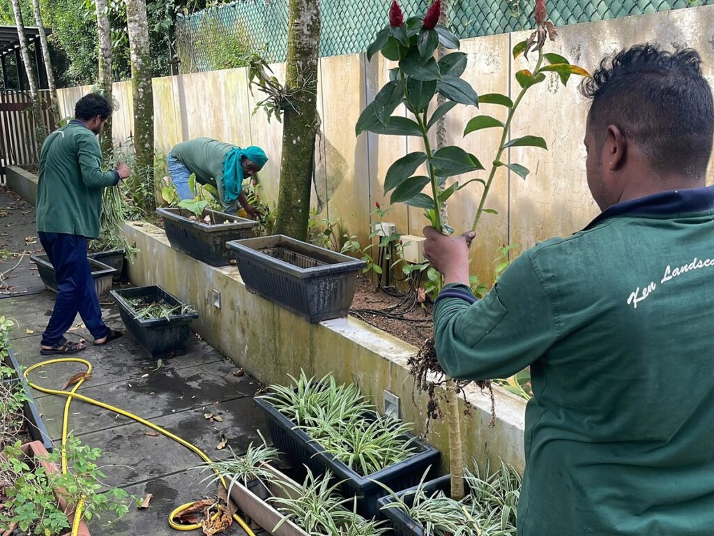 Professional gardening services in Singapore | Ken Landscape Services